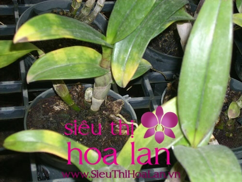 Những điều bí ẩn về việc lan hồ điệp bị vàng lá nhung dieu bi an ve lan ho diep bi vang la 1