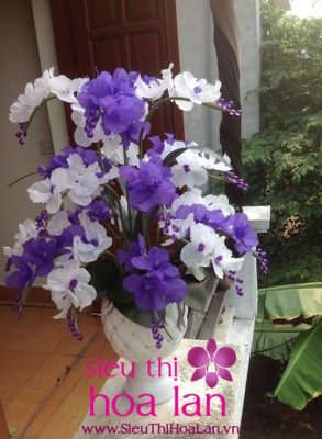 nhung dieu chua biet ve hoa da dia lan 1