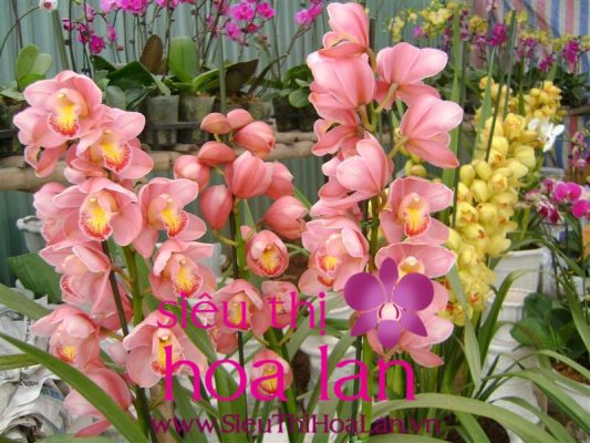 nhung dieu thu vi ve hoa dia lan dep nhat 1