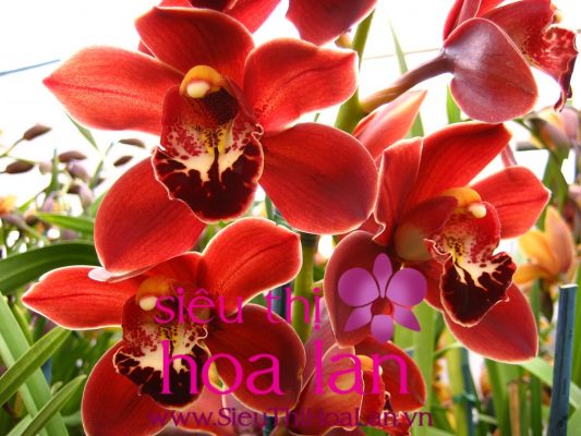 nhung dieu thu vi ve hoa dia lan dep nhat 3