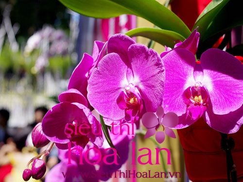 nhung dieu thu vi ve hoa dia lan dep nhat 4