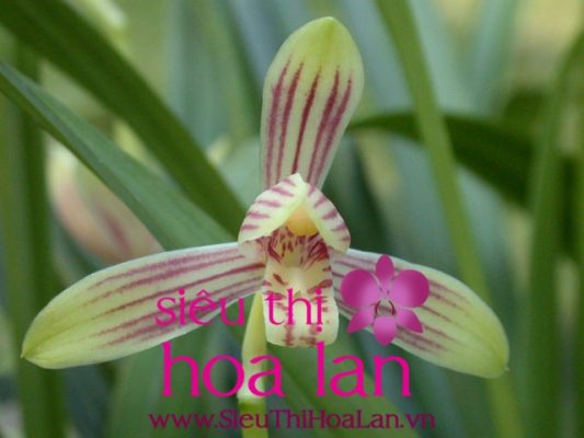 nhung meo nho khi tim mua dia lan gia re 1