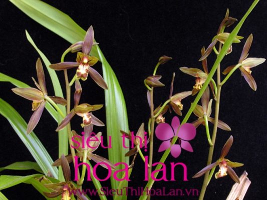 Những mẹo nhỏ cho việc tìm cửa hàng bán địa lan giá rẻ nhung meo nho khi tim mua dia lan gia re 3