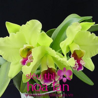 Những mẹo nhỏ cho việc tìm cửa hàng bán địa lan giá rẻ nhung meo nho khi tim mua dia lan gia re 4