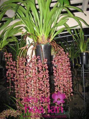 nhung noi bat cua dia lan gam ngu ho 1