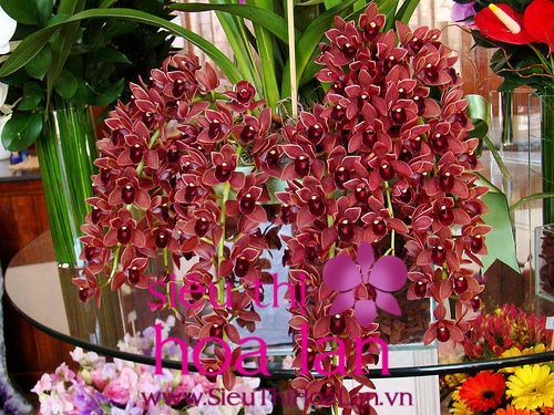 nhung noi bat cua dia lan gam ngu ho 3