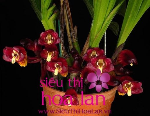 nhung noi bat cua dia lan gam ngu ho 4