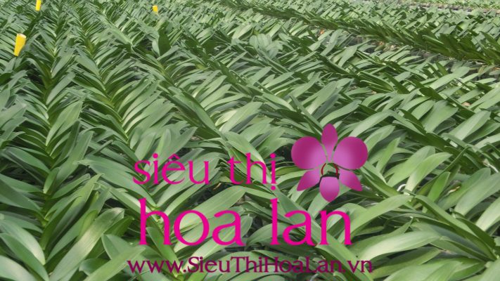 phuong phap nhan giong invitro lan ho diep ma ban can tim hieu 1