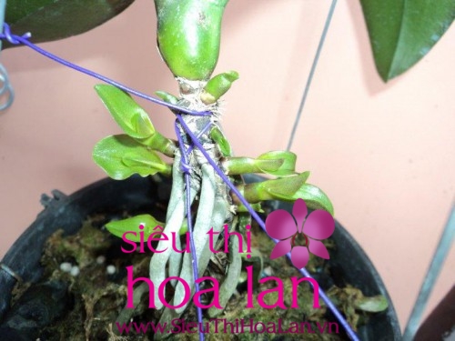 Phương pháp nhân giống invitro lan hồ điệp mà bạn nên tìm hiểu phuong phap nhan giong invitro lan ho diep ma ban can tim hieu 3