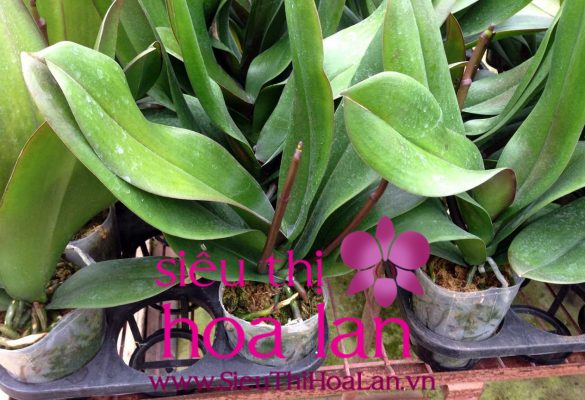 Phương pháp nhân giống invitro lan hồ điệp mà bạn nên tìm hiểu phuong phap nhan giong invitro lan ho diep ma ban can tim hieu 4