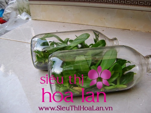 phuong phap trong lan ho diep cay mo 1