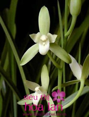 tai sao nen chon hoa dia lan dai thanh 1