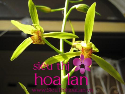 tai sao nen chon hoa dia lan dai thanh 3