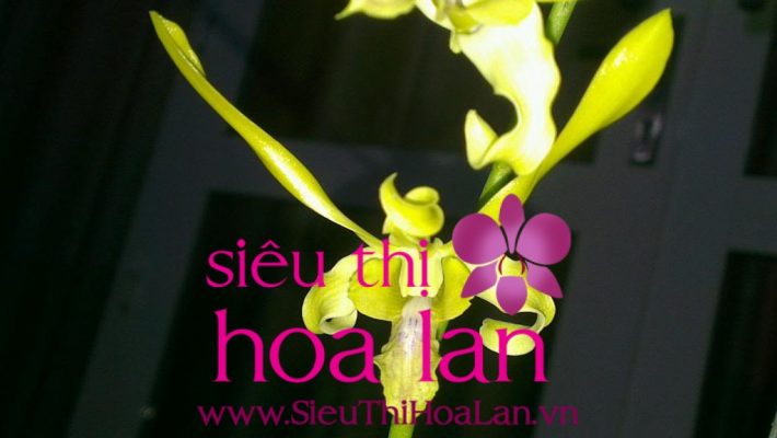 tai sao nen chon hoa dia lan dai thanh 4