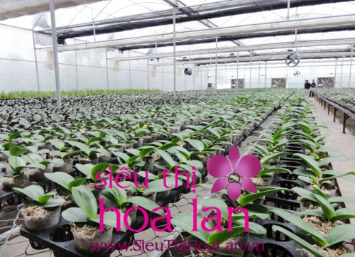 tai sao phai nuoi cay invitro lan ho diep 3