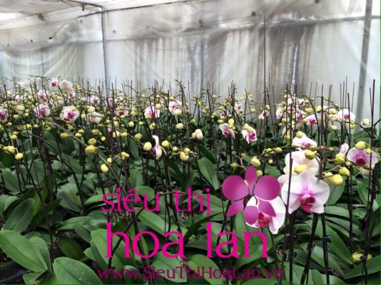 tai sao phai nuoi cay invitro lan ho diep 4