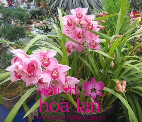 Tìm hiểu các giống cây địa lan dalat và cách chăm sóc chúng tim hieu cac giong dia lan da lan da lat va cach cham soc chung 1