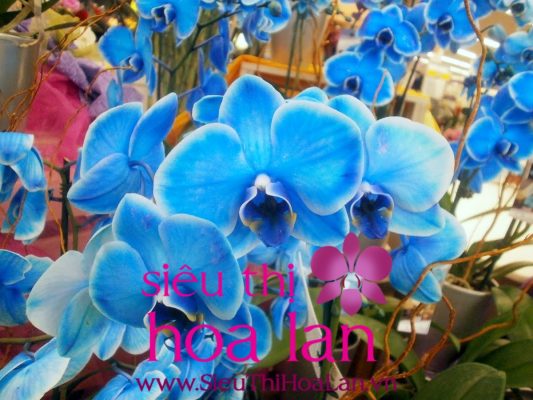 tim hieu dac diem cua lan ho diep anh duong 3