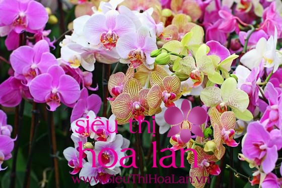 Trồng lại lan hồ điệp sau tết trong lai lan ho diep sau tet 4