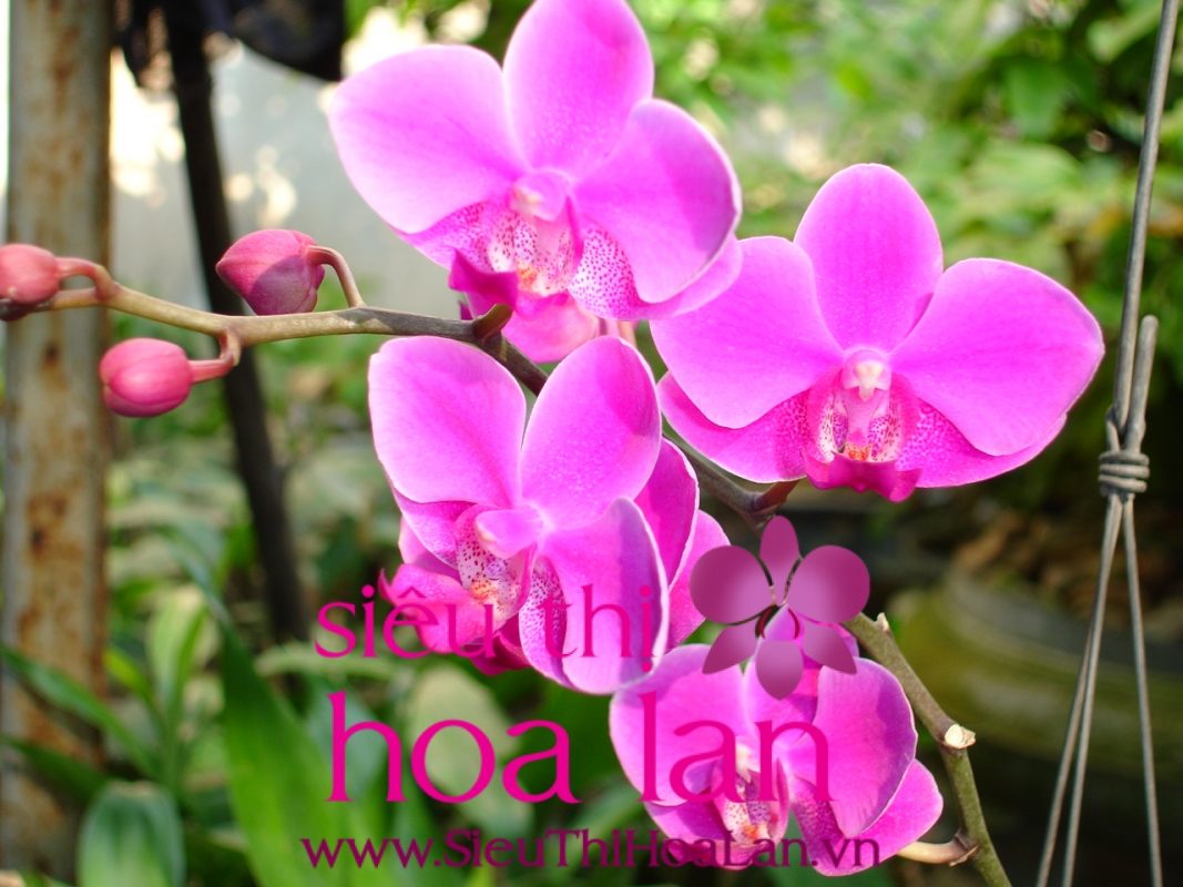 Cách trồng lan Hồ Điệp dễ hay khó? trong lan ho diep de hay kho 1