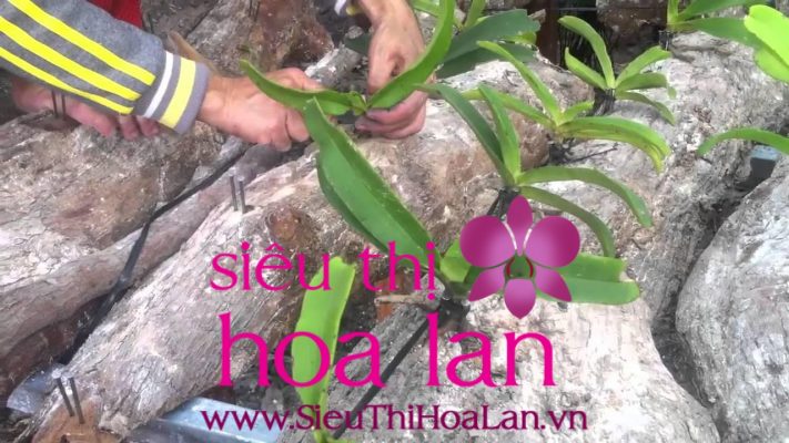 uu diem lan ho diep ghep go 1