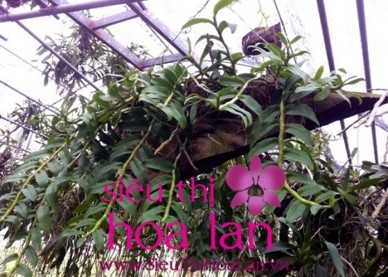 uu diem lan ho diep ghep go 3