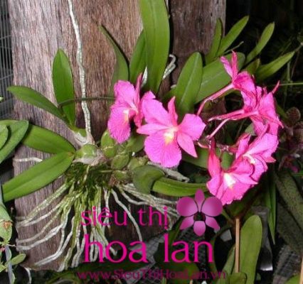 uu diem lan ho diep ghep go 4