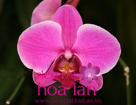 Vì sao lan hồ điệp không ra hoa? vi sao lan ho diep khong ra hoa 1