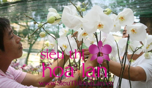 xu li lan ho diep sau tet 1