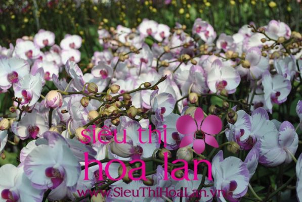 Xử lí lan hồ điệp sau tết xu li lan ho diep sau tet 3