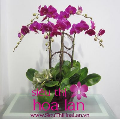 Xử lí lan hồ điệp sau tết xu li lan ho diep sau tet 4