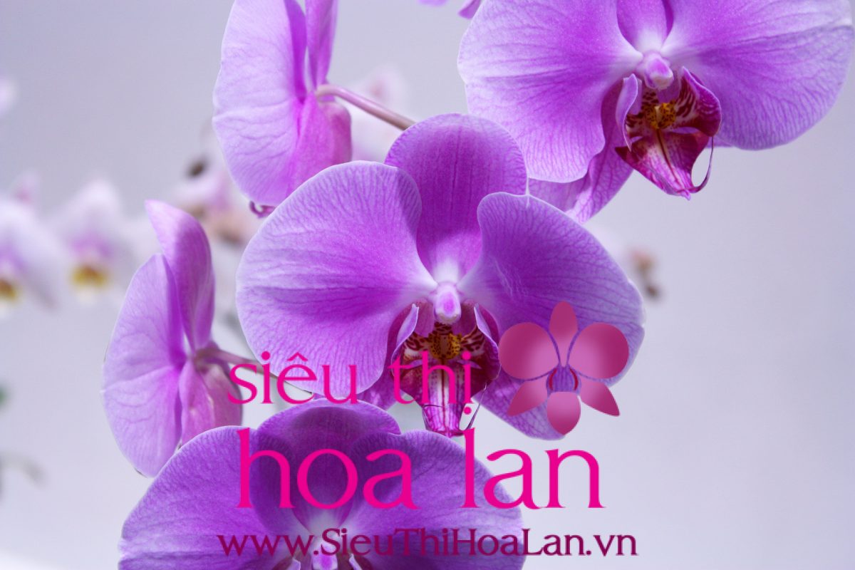 Ý nghĩa lan Hồ Điệp chơi tết mà bạn chưa biết y nghia lan ho diep choi tet ma ban chua biet 1