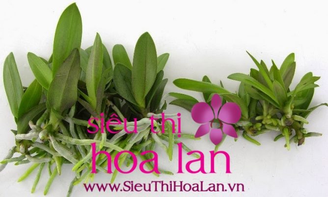 Cách ươm lan hồ điệp vô cùng dễ dàng và đơn giản nhất cách ươm lan hồ điệp