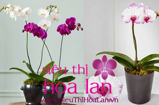 lan hồ điệp lai