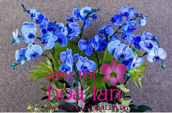 lan hồ điệp Lâm Đồng