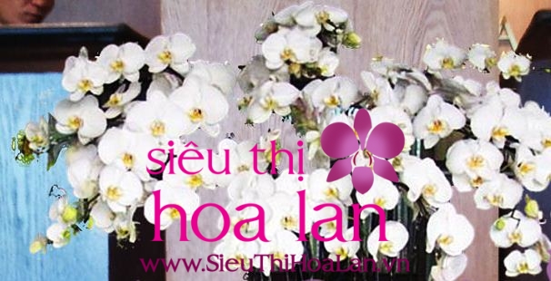 lan hồ điệp lụa