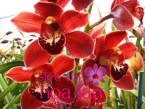 lan hồ điệp màu đỏ