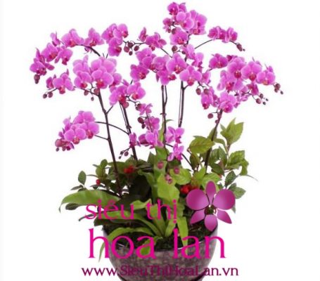 lan hồ điệp màu hồng