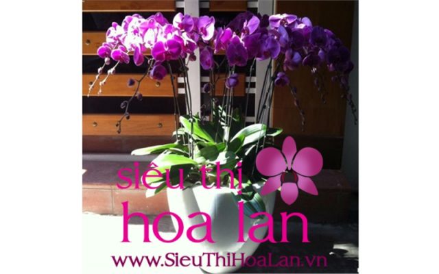 lan hồ điệp màu tím