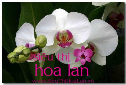 lan hồ điệp màu trắng