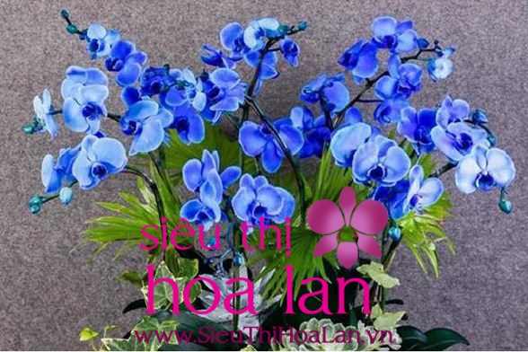 lan hồ điệp màu xanh