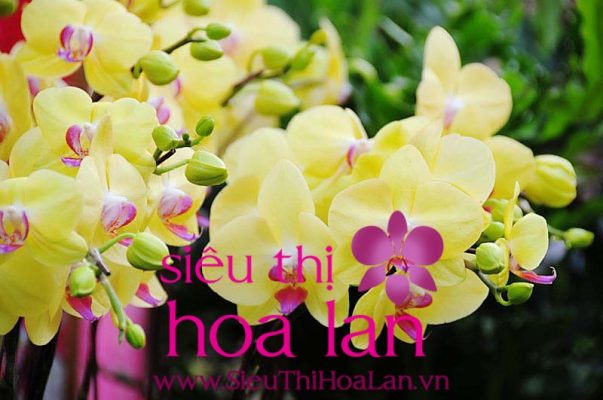 Mua lan hồ điệp ở TP HCM tại đâu tốt nhất lan hồ điệp ở TP HCM