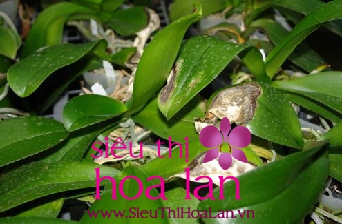 lan hồ điệp rụng nụ