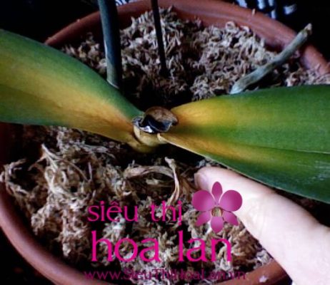 lan hồ điệp thối lá