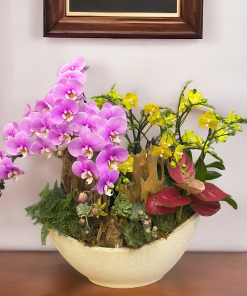 Chậu hoa lan hồ điệp đa sắc quà tặng