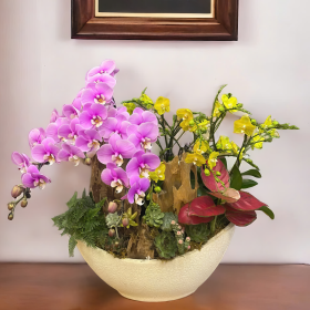 Chậu hoa lan hồ điệp đa sắc quà tặng
