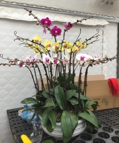 Chậu hoa lan hồ điệp màu đa sắc 20 cành Chậu lan hồ điệp Tết 3 tầng 20 cành