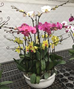 Chậu hoa lan hồ điệp màu đa sắc 20 cành Chậu lan hồ điệp Tết 3 tầng 20 cành