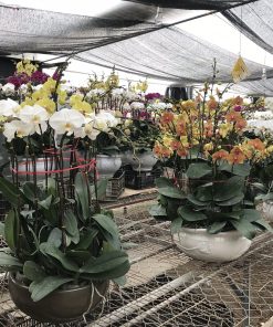 Chậu hoa lan hồ điệp Tết đa sắc