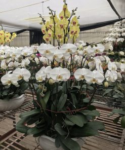 Chậu hoa lan hồ điệp đa sắc màu 30 cảnh Chậu lan hồ điệp Tết 30 cành trắng vàng